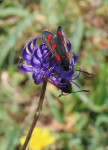 A Six--spot-Burnet-on-Round-headed-Rampion